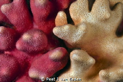 Shades of pink in a noble cold water coral by Peet J Van Eeden 